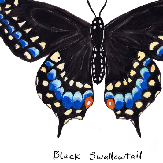 Black Swallowtail Butterfly - Watercolor Fine Art Print