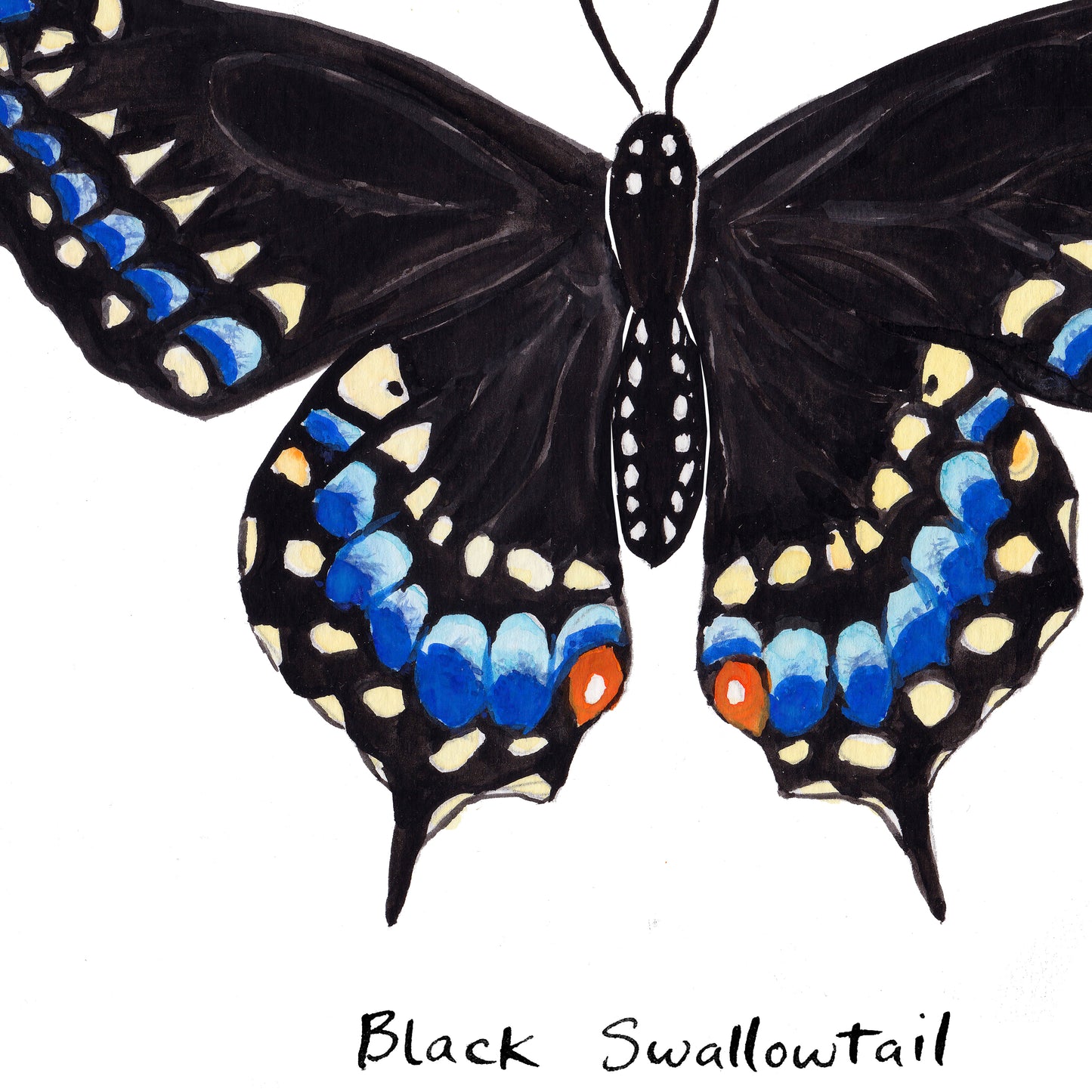 Black Swallowtail Butterfly - Watercolor Fine Art Print