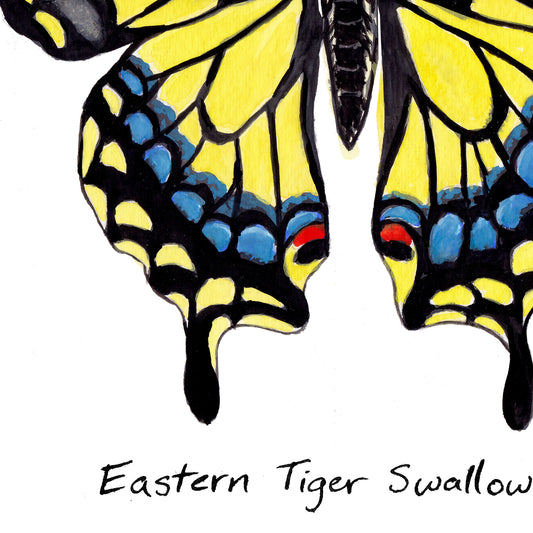 Eastern Tiger Swallowtail Butterfly - Watercolor Fine Art Print