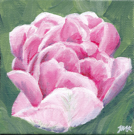 Pink Tulip Blossom Floral Painting - Original Acrylic Art, 5x5"