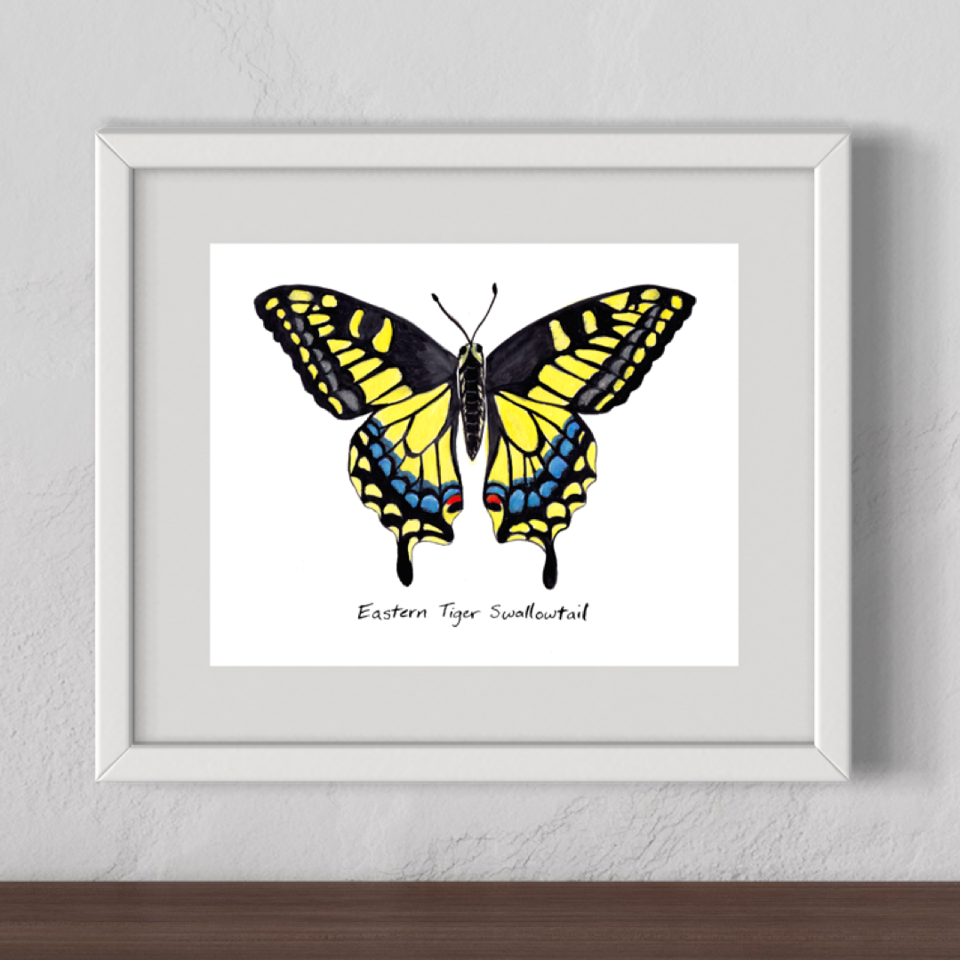 Eastern Tiger Swallowtail Butterfly - Watercolor Fine Art Print