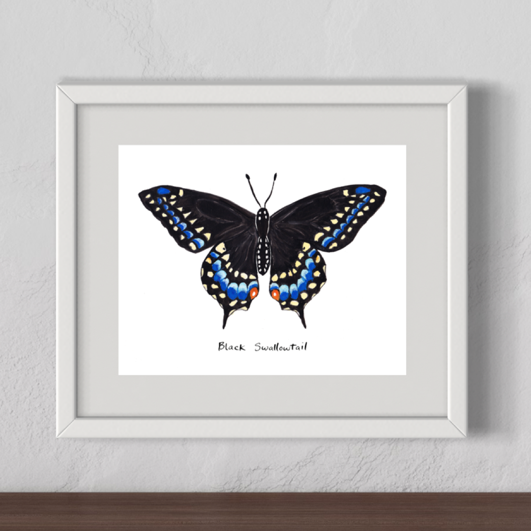 Black Swallowtail Butterfly - Watercolor Fine Art Print