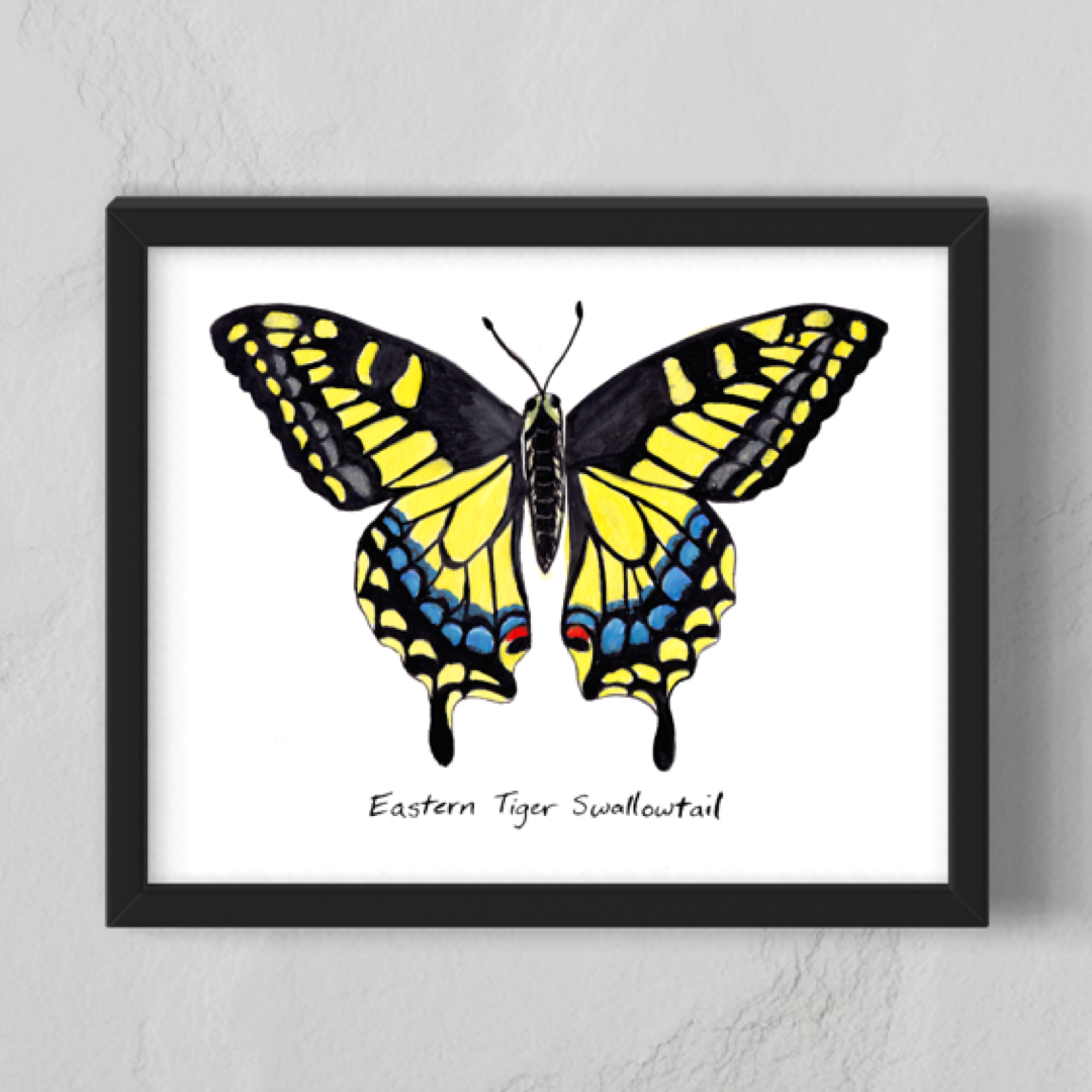 Eastern Tiger Swallowtail Butterfly - Watercolor Fine Art Print