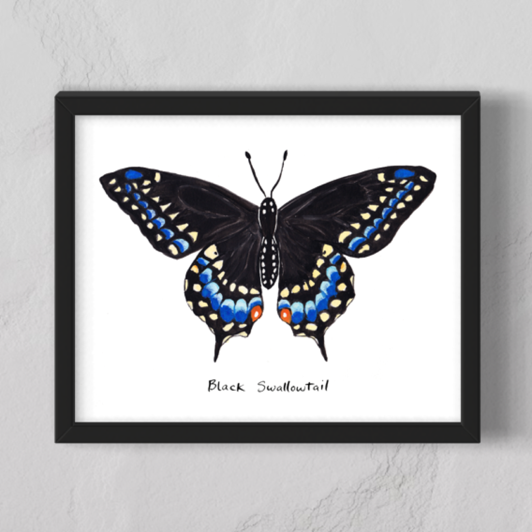 Black Swallowtail Butterfly - Watercolor Fine Art Print