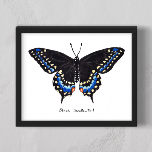 Black Swallowtail Butterfly - Watercolor Fine Art Print