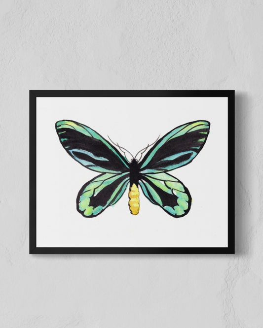 Queen Alexandra's Birdwing Butterfly - Watercolor Fine Art Print