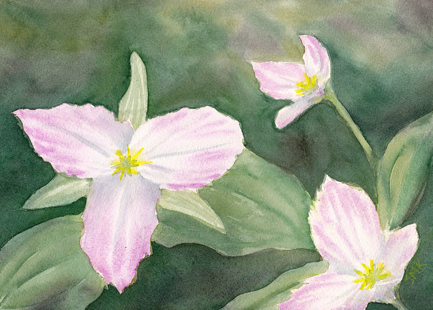 Trillium Grandiflorum - Print 5x7"
